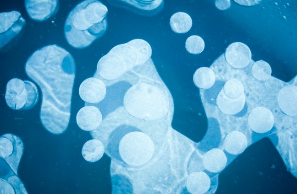 Alaska. Air bubbles layered in ice.