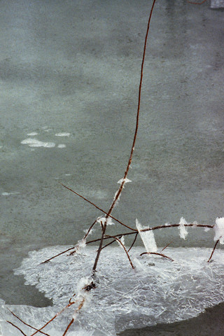 Branch in frozen lake