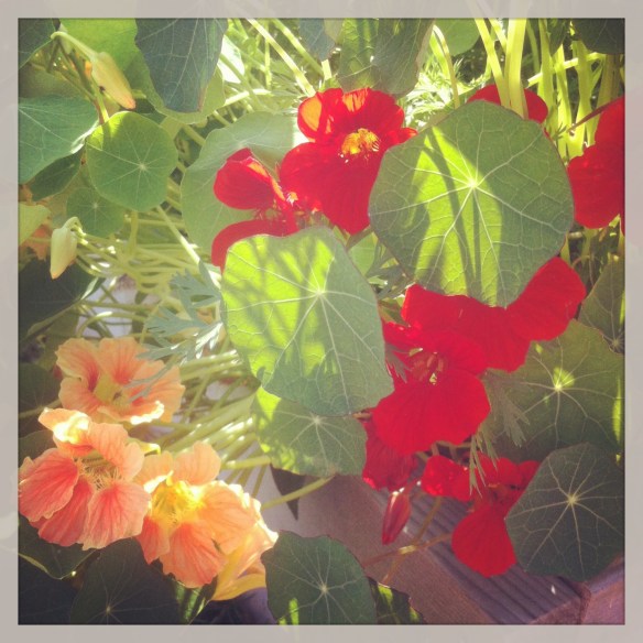 nasturtium 2