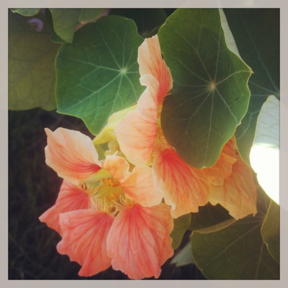 nasturtium