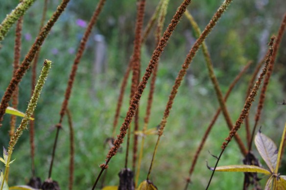 dans garden end of august 2013 024