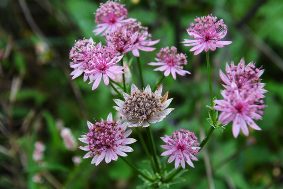 dans garden end of august 2013 031