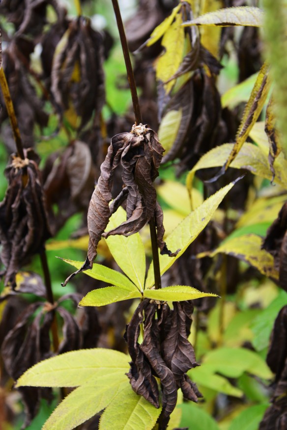 dans garden end of august 2013 037