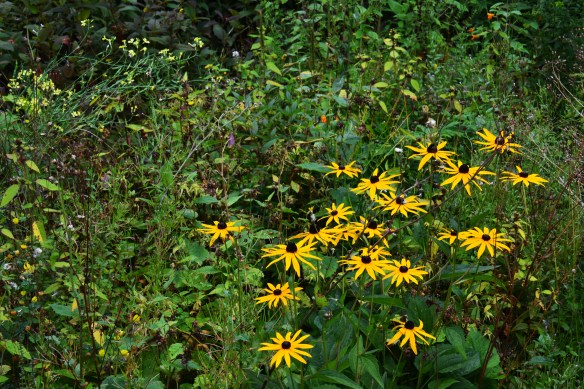 dans garden end of august 2013 081