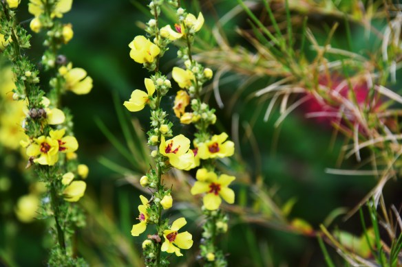 dans garden end of august 2013 085