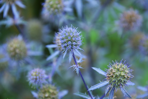 dans garden end of august 2013 046