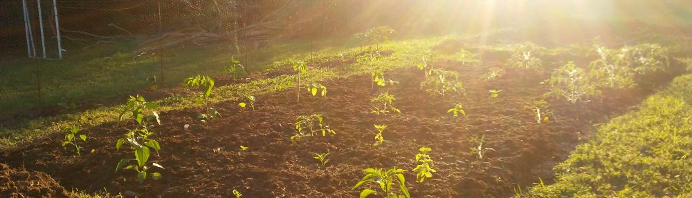 Paciencia, Paciencia