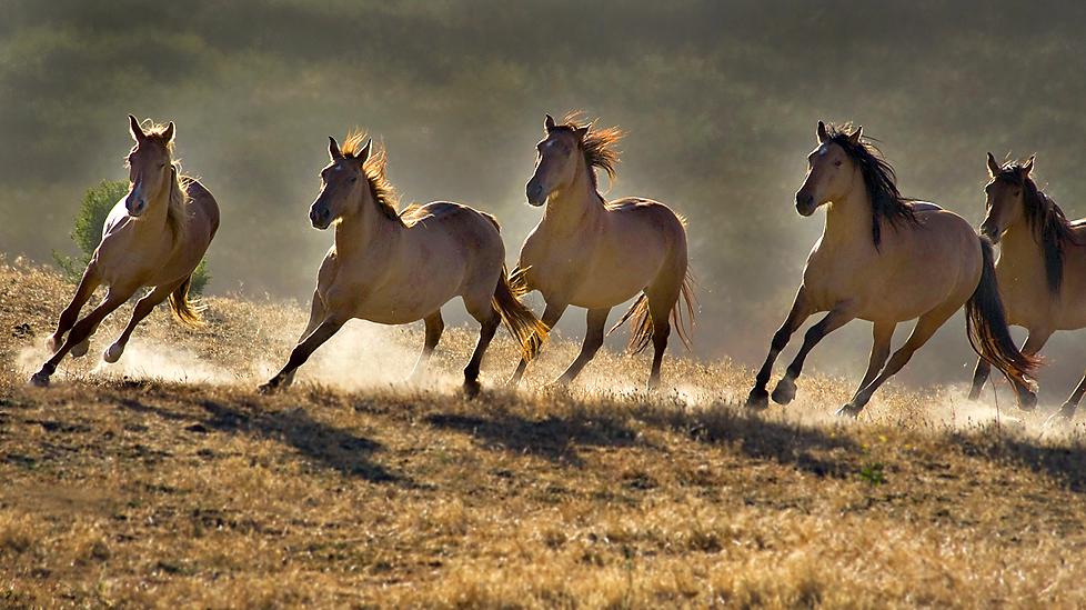 wild-horses-running